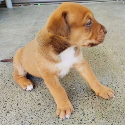 Rusty Puppy