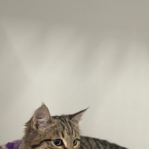 Dimitri