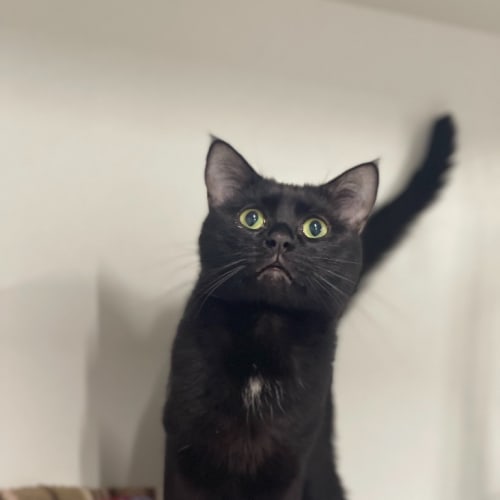 Meeka