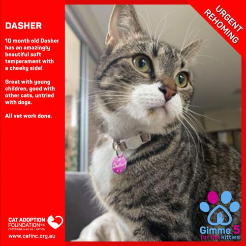 Dasher