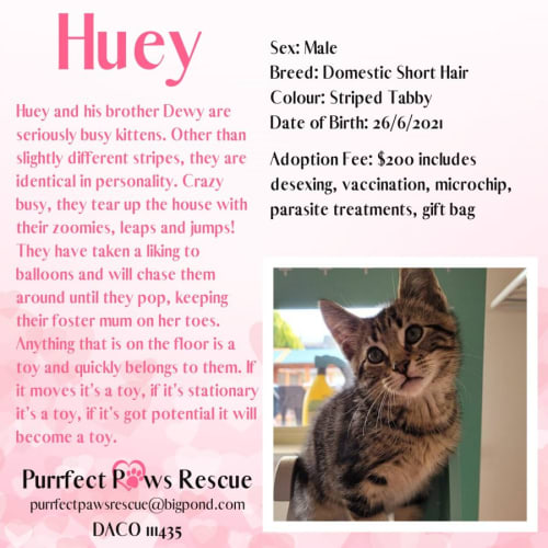 Huey