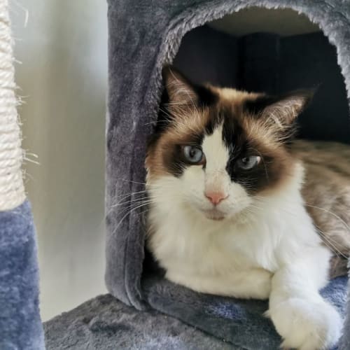 Katie 🐱 5 yo Ragdoll cat  (on trial 1/11/21)