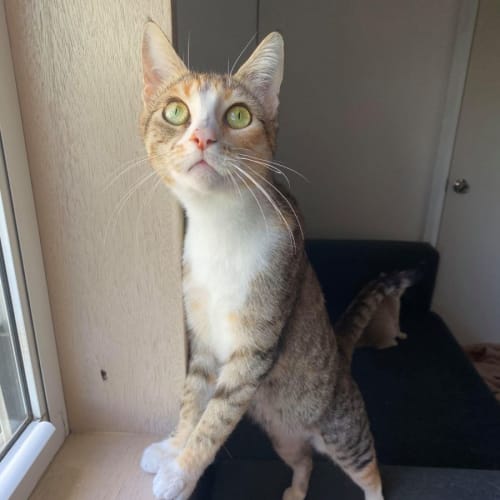 Daphne