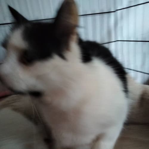 Candice (Can transport to Melbourne)