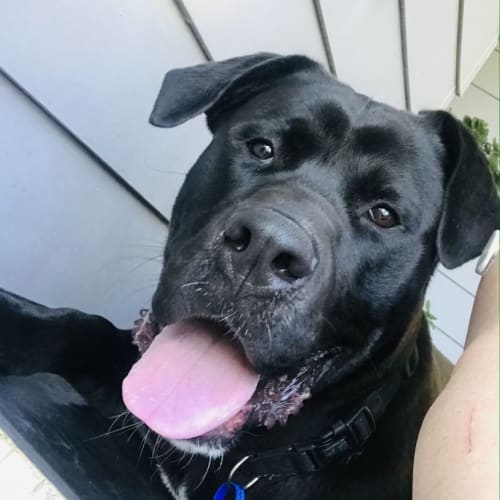 Odin ~ 1yo Mastiff X Bull Arab