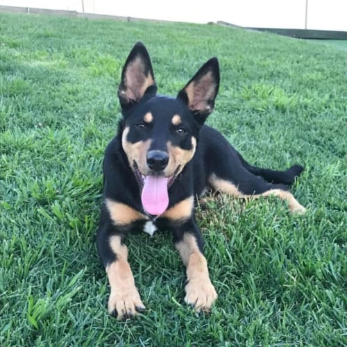 Rex 