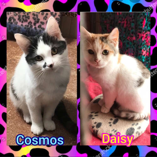 Cosmos & Daisy