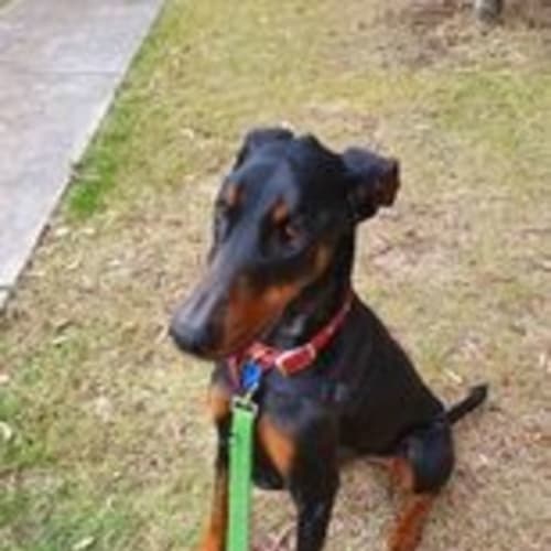 Dobermann-P-NSW/QLD/ACT Available