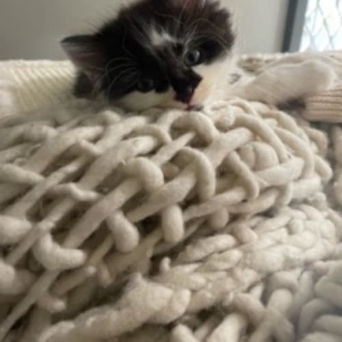 Moth - 8 wkd male kitten(4/10 reviewing apps)