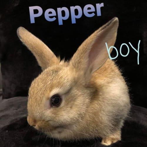 Pepper