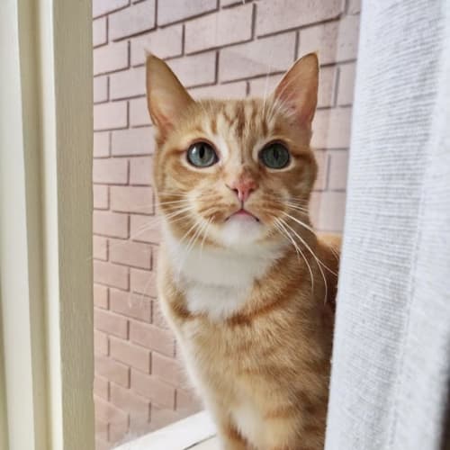 Oscar