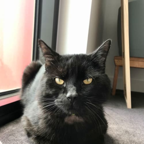 Onyx
