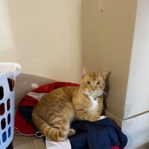 Simba