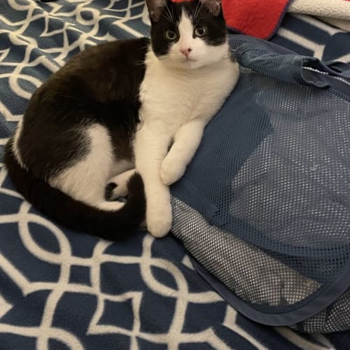 Jasper