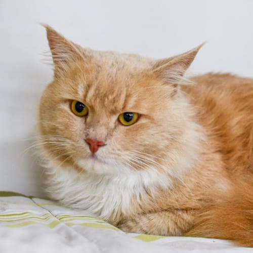Gingie