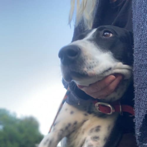 Darcy (on adoption trial)