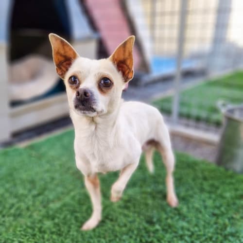 Bruiser