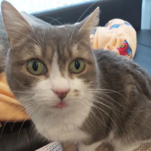 Lola - Located in Malvern East