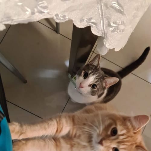 Cashew & Lewis
