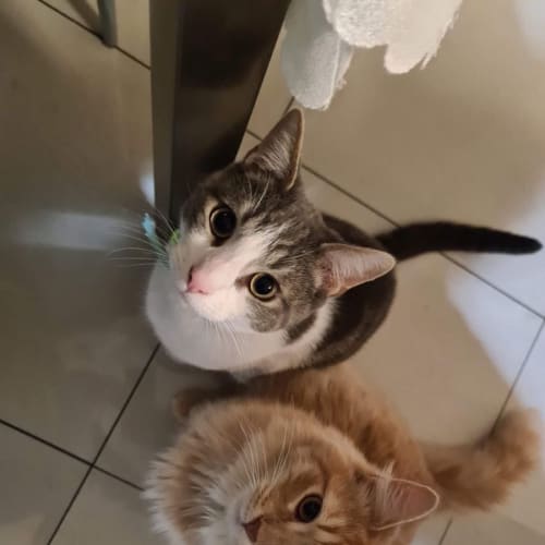 Lewis & Cashew
