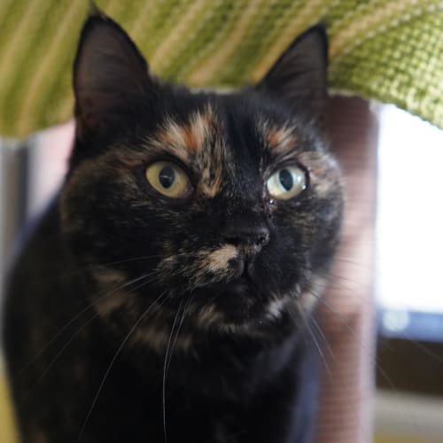 Minnie