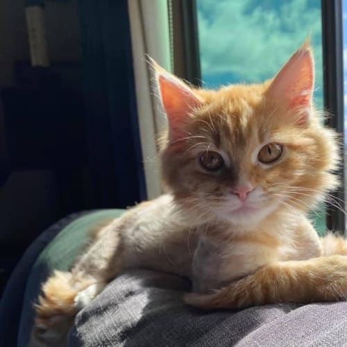 Apricot