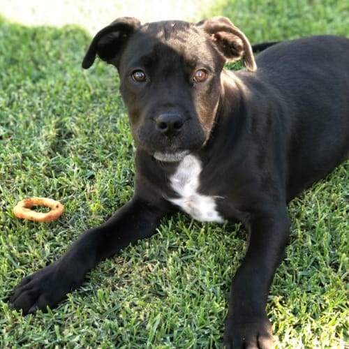 Grayson ~ Mastiff X Puppy(On Trial 30/10/21)