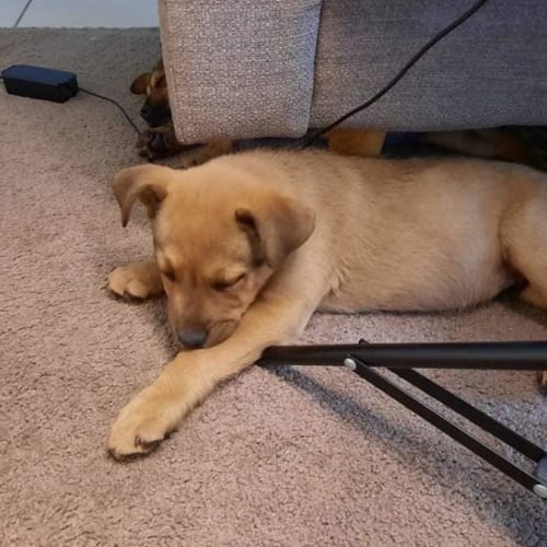 Teddy