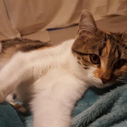 Sophie
