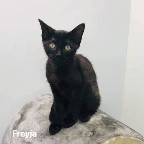 Freyja