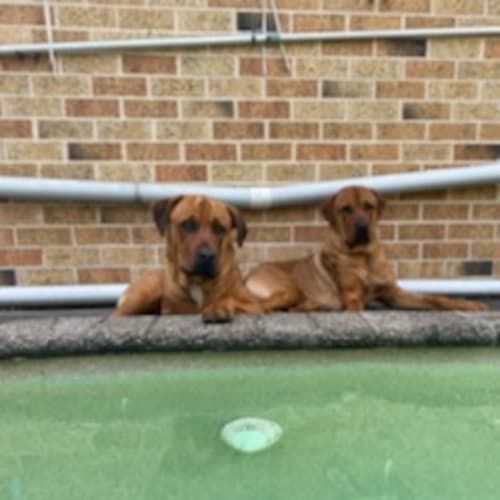 Max and Odie