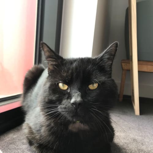 Onyx