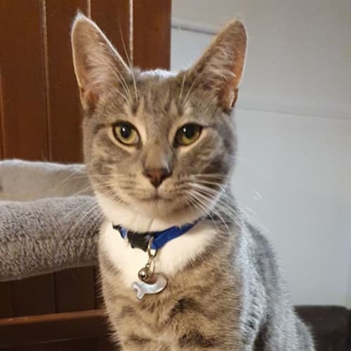 Max - 7 month old kitten (on trial 27/10/2021)
