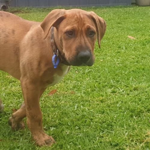 Oscar ~ Mastiff X Puppy(On Trial 22/10/21)