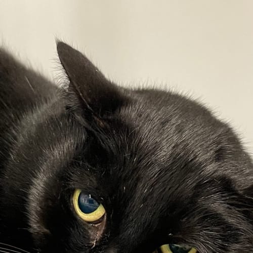 Sooty