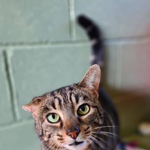 Puss Puss