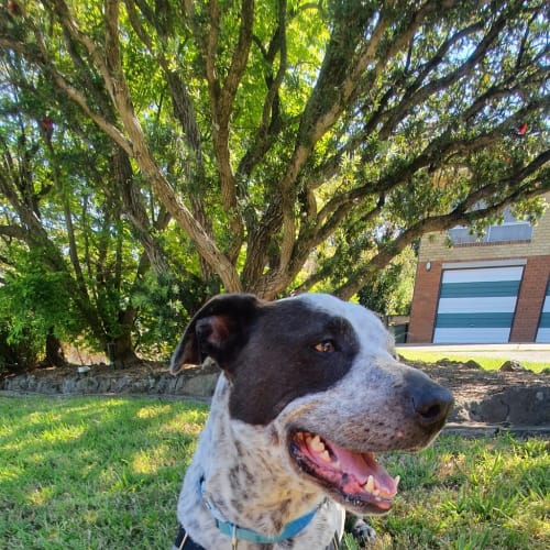 Sadie