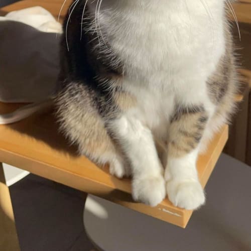 Toby and Ginger - Located in Thornbury