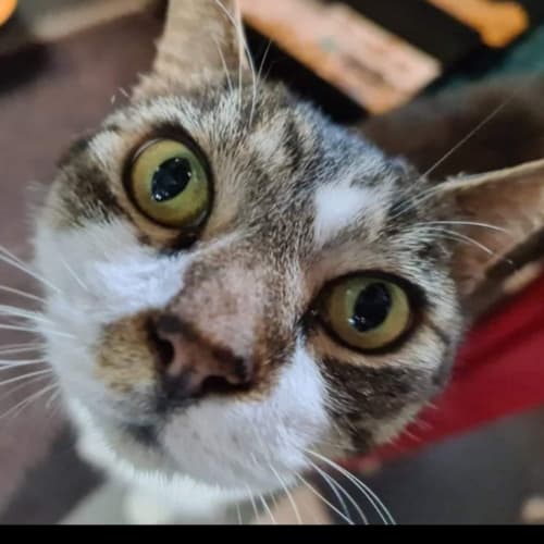 Wally