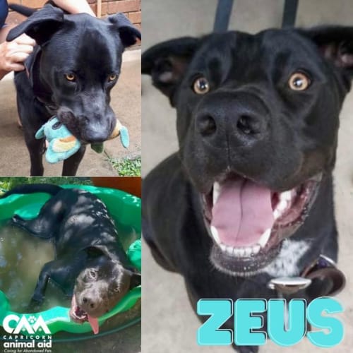 Zeus