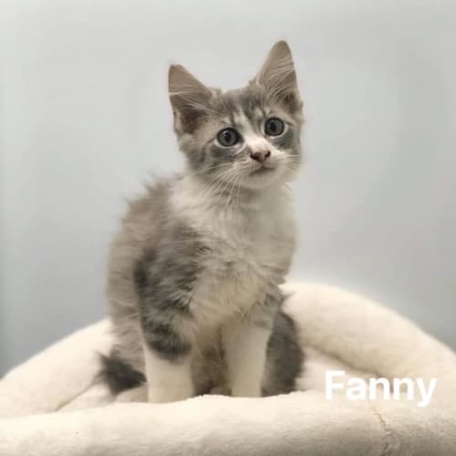 Fanny