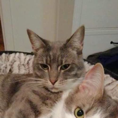 Mittens