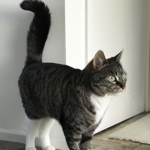 Kobe ** 2nd Chance Cat Rescue**