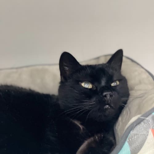 Slinki
