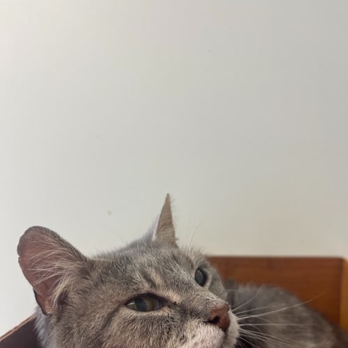 Cleo