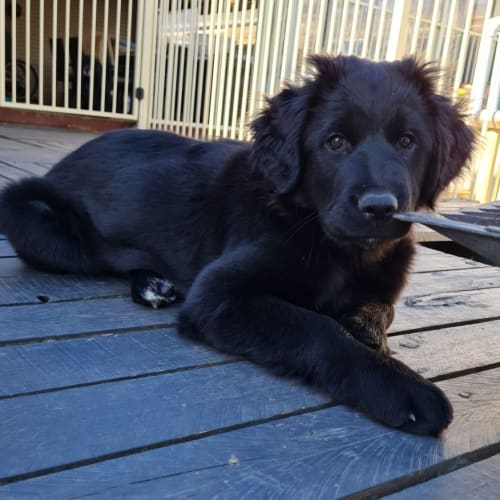 Sheba ~ Tibetan Mastiff X Puppy (on hold 28/11/21)