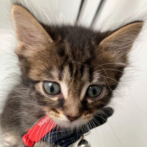 Milo