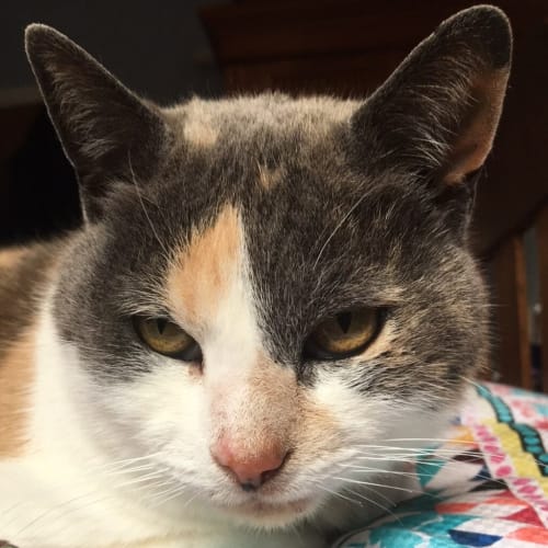 Puss Cat
