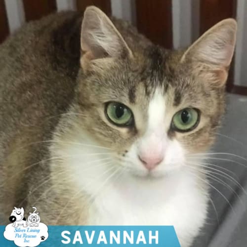 Savannah