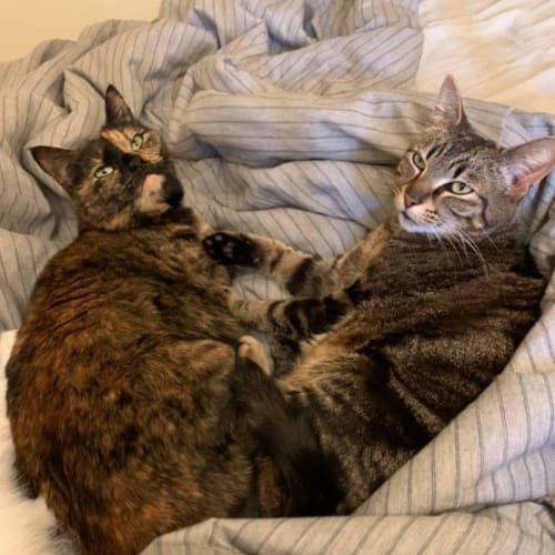Plankton & Sienna (Located in Norlane)
